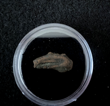 Load image into Gallery viewer, Ancient Dolphin Money Of The Black Sea COA &amp; History &amp; Display Box &amp; Capsule - Collectors Couch